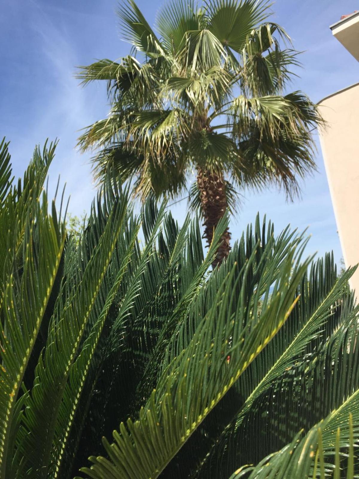 Geraeumige Wohnung Mit Meerblick Vom Sonnenbalkon Splitska Exterior foto